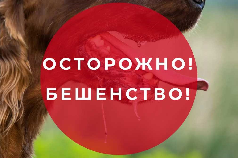 Осторожно бешенство